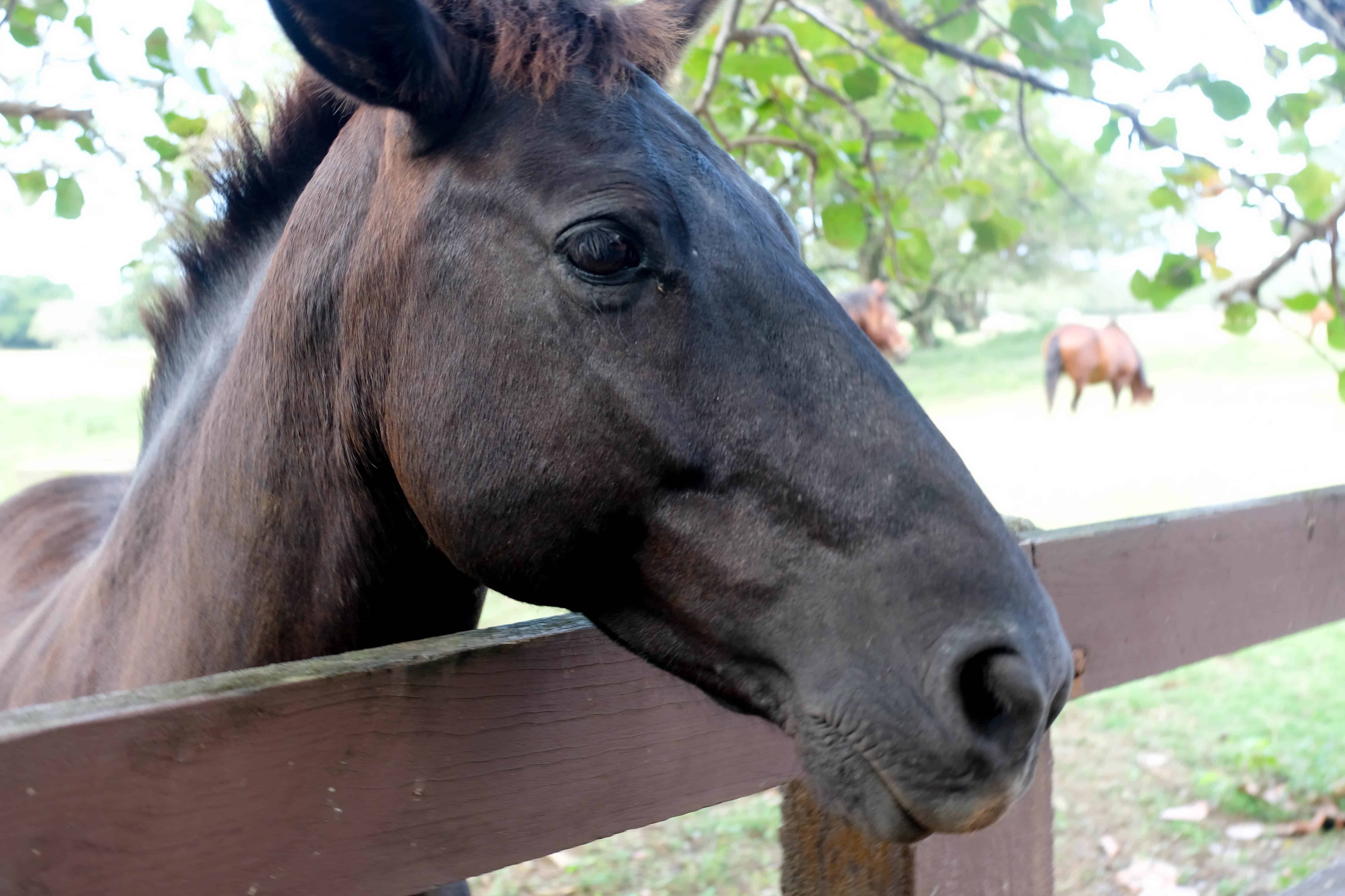 Sea Horse Ranch in Cabarete, Dominican Republic