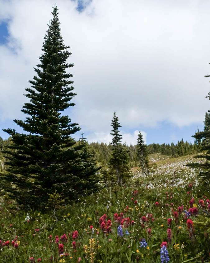 The Best Hikes in the Greater Seattle Area