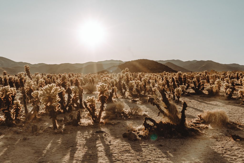 Cholla cactus garden | 10 Best Places to Visit in the US