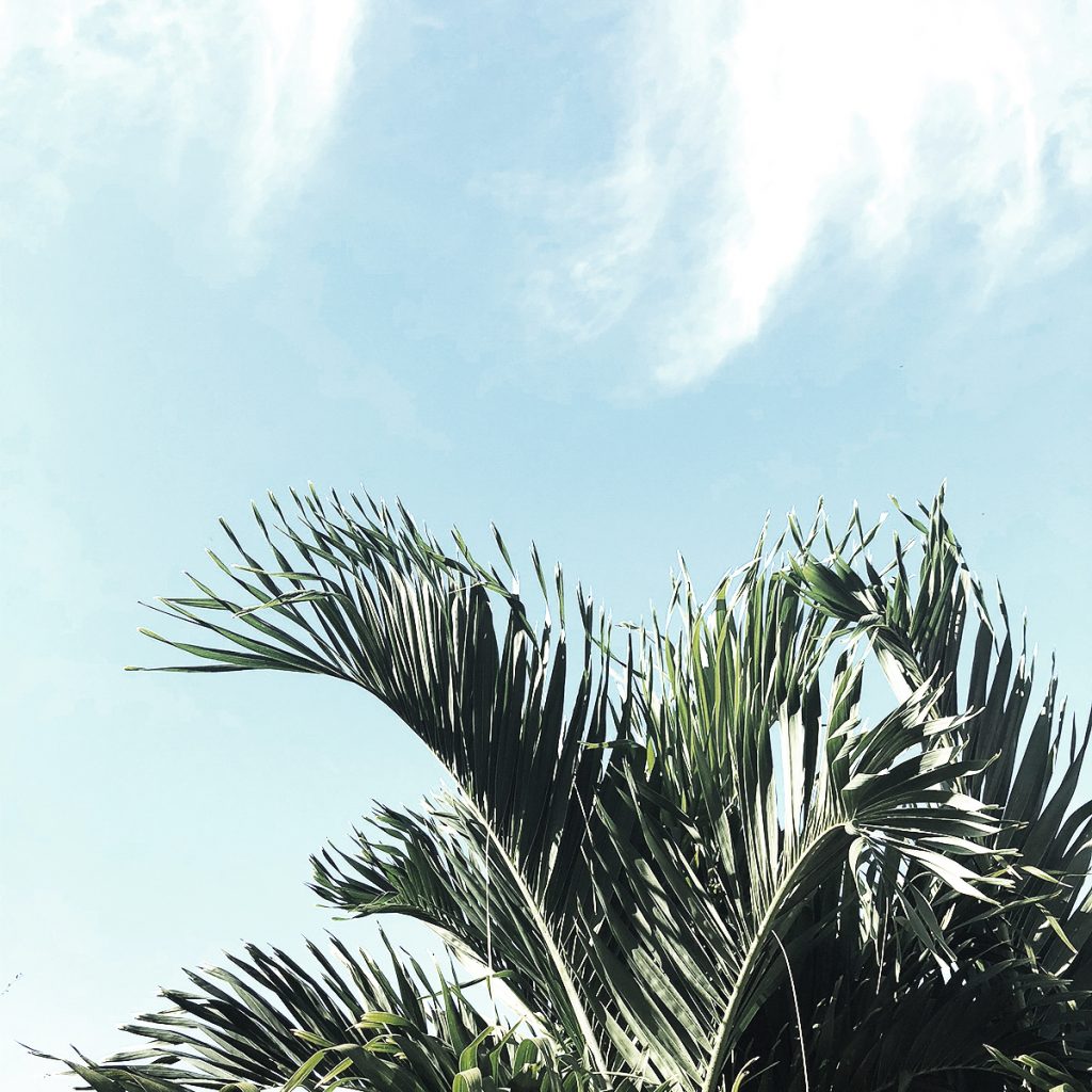 Palm trees | The Ultimate Isla Holbox Travel Guide