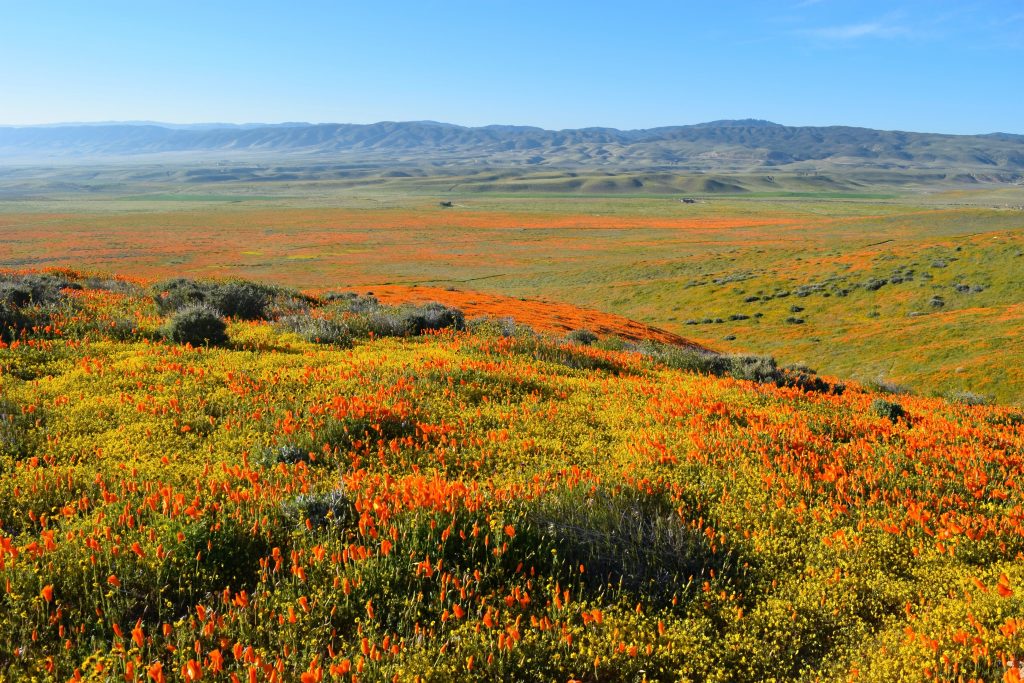 Antelope Valley Antelope Valley | 12 places to travel to in the US this spring